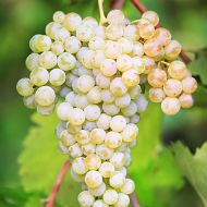 Саженец виноград привитый Рислинг рейнский (винный) в контейнере